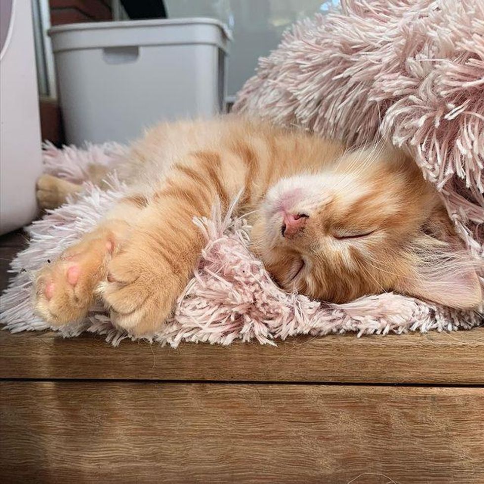 sleepy orange kitten