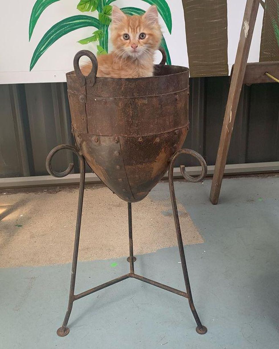 kitten in planter