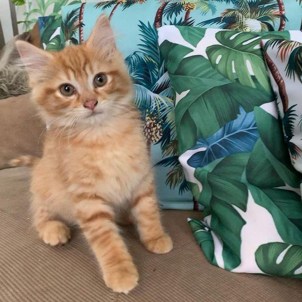 fluffy orange tabby kitten