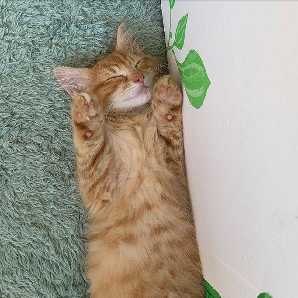 chaton endormi orange