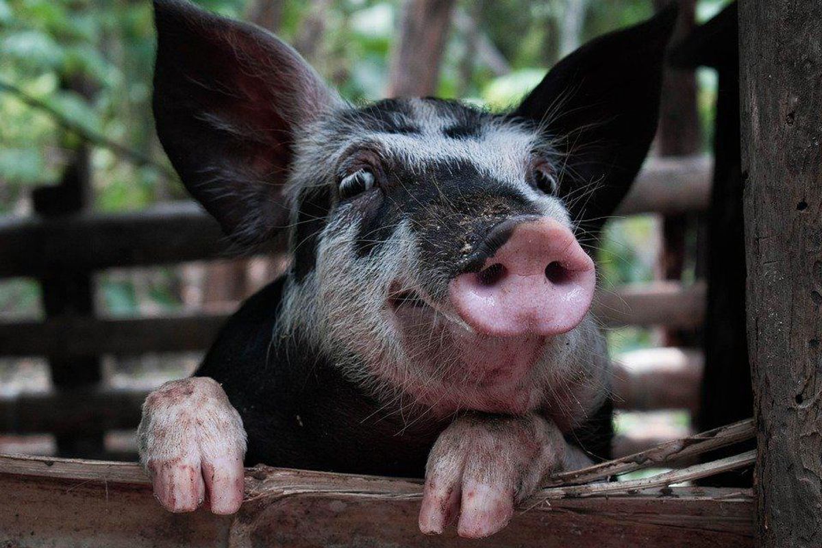 How Holy Do You Need To Be To Get A Pig Heart Transplant?