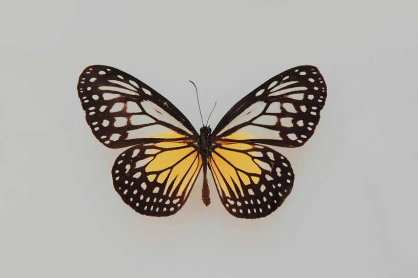 butterfly laid out on grey background