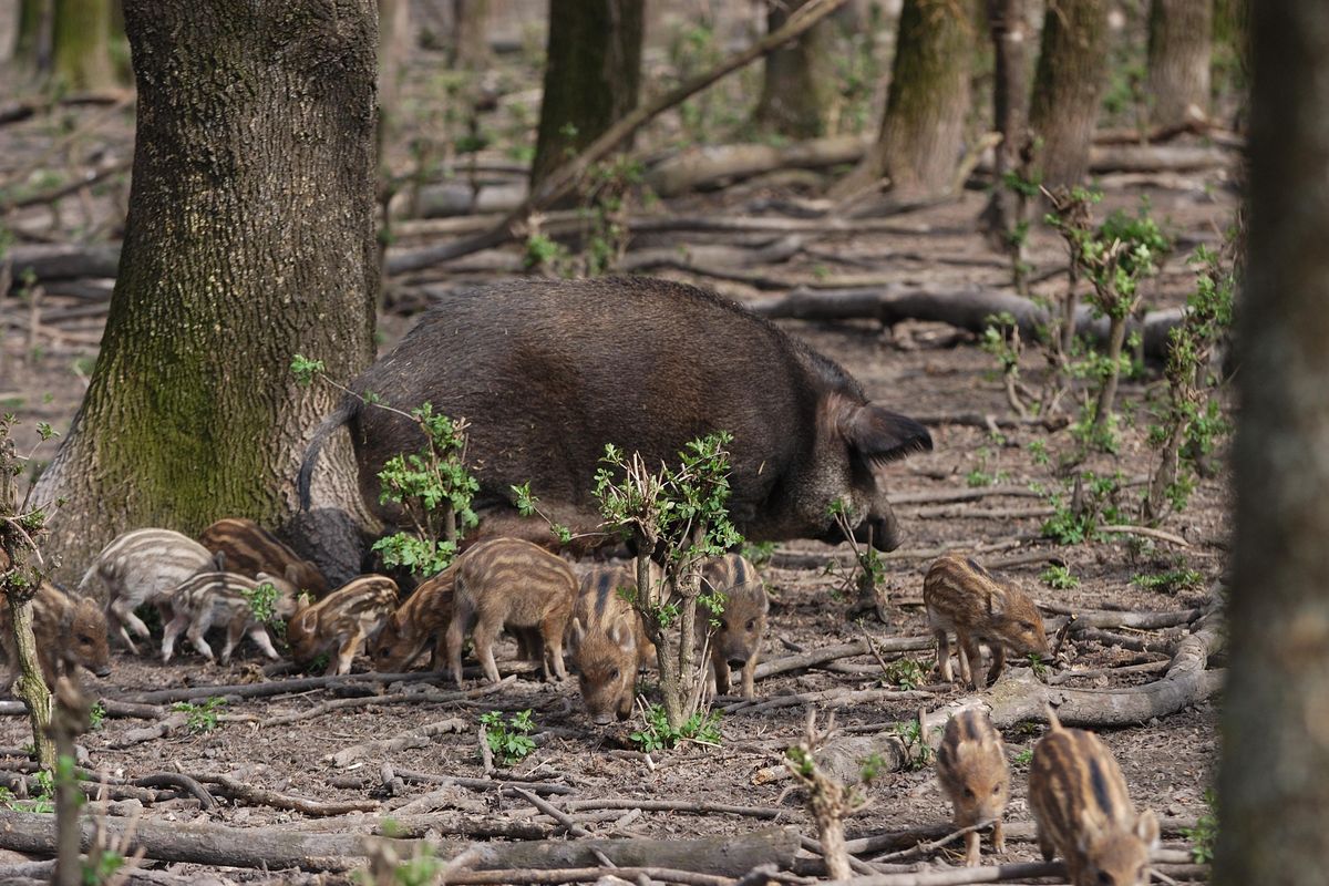Serrata pure contro la peste suina. Misura inutile che non salva l’export