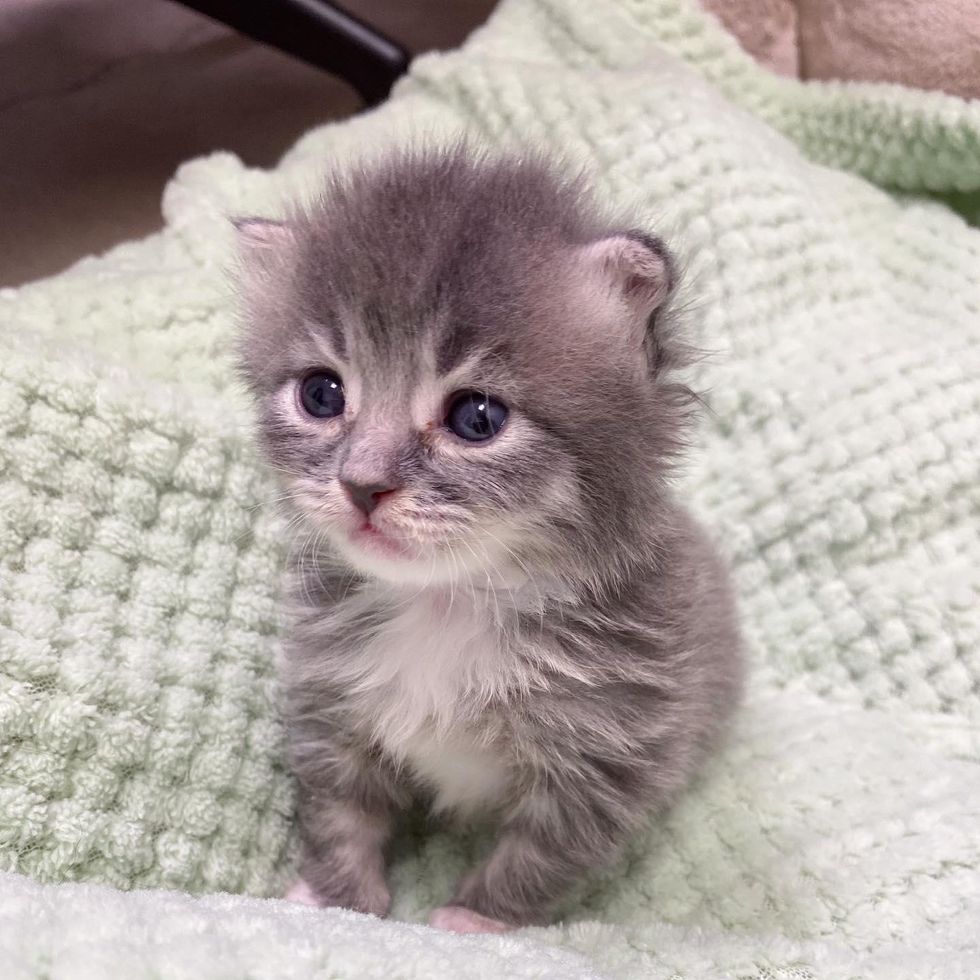 Kitten 10 Days of Age Holds onto the Hands that Help Her and Turns into ...