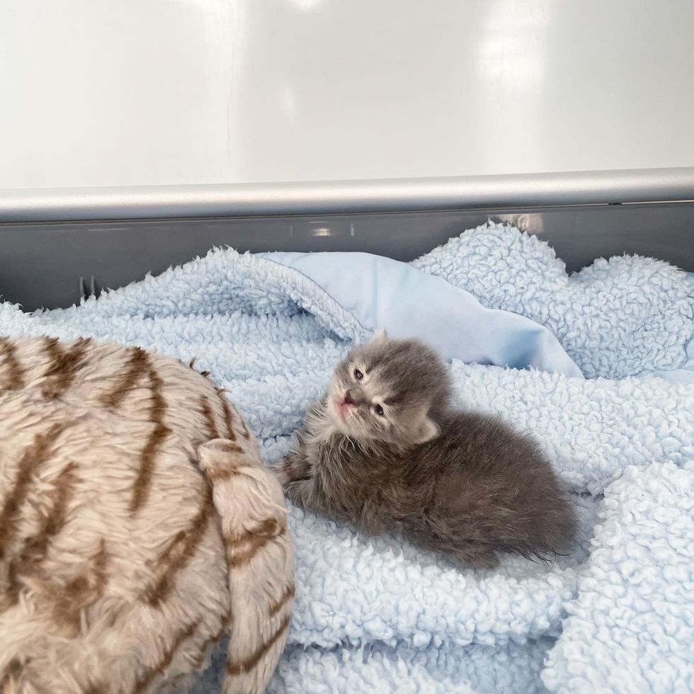 kitten snuggling blanket