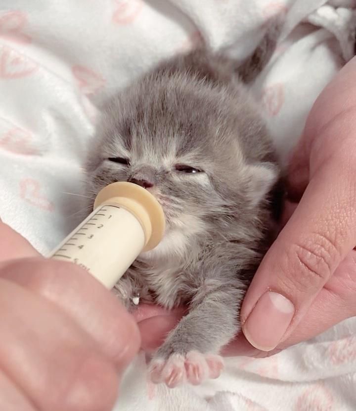 kitten syringe feeding