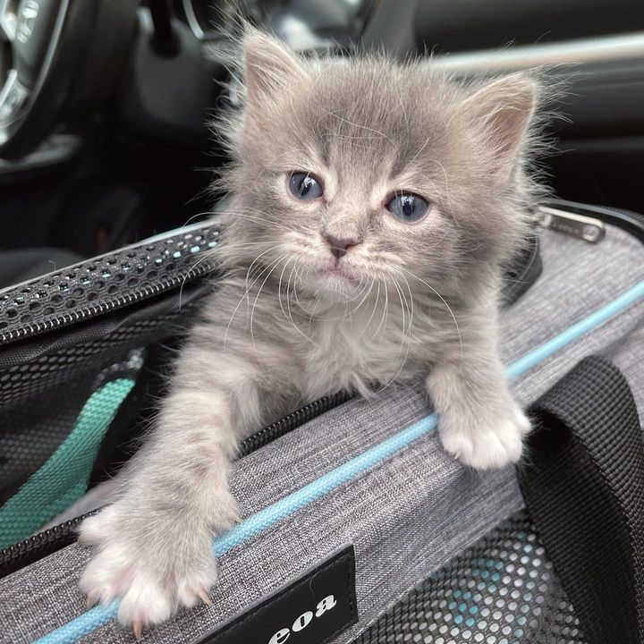 gatito aventurero