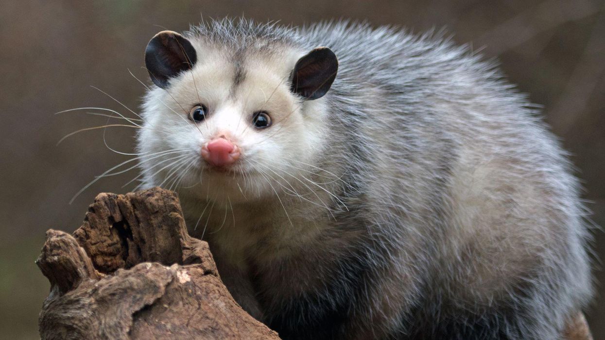 Friendly reminder: opossums hate winter just as much as Southerners do