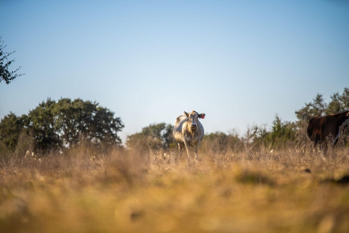 Trophy ranch in Austin outskirts hits market for $36 million