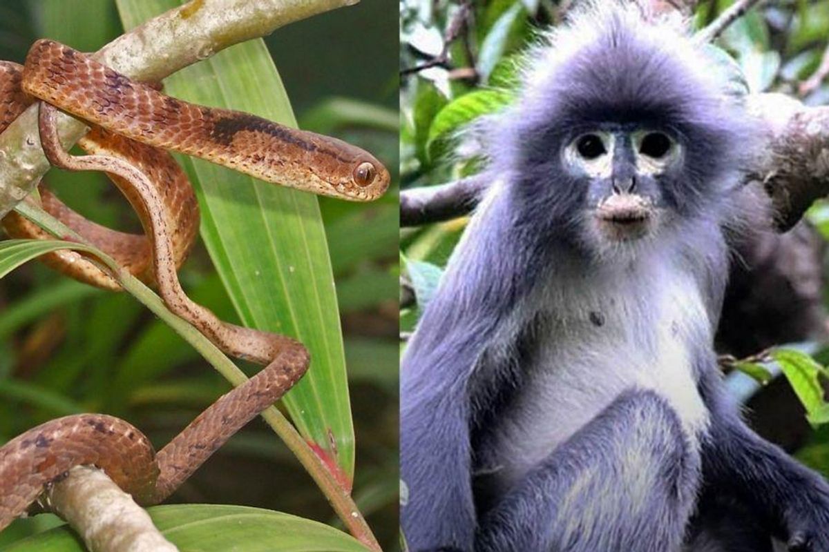 Over 200 new animal species have been discovered, and some have pretty  interesting names - Upworthy