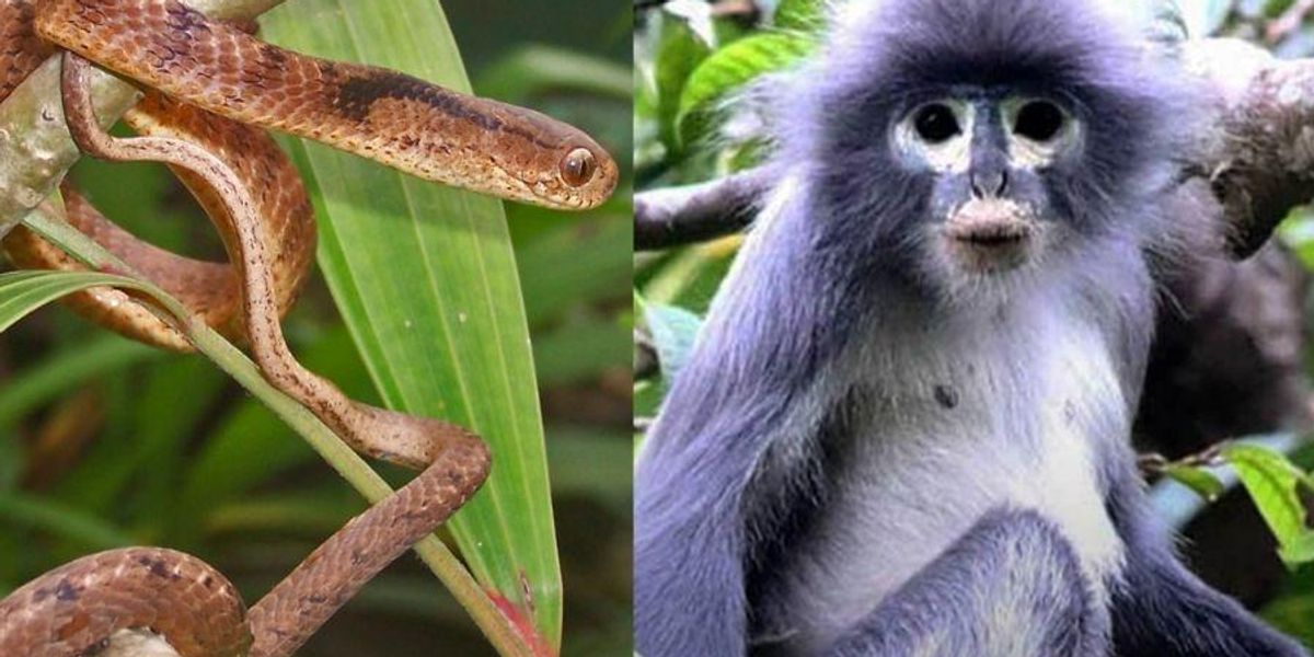 Over 200 new animal species have been discovered, and their names are kind of amazing.