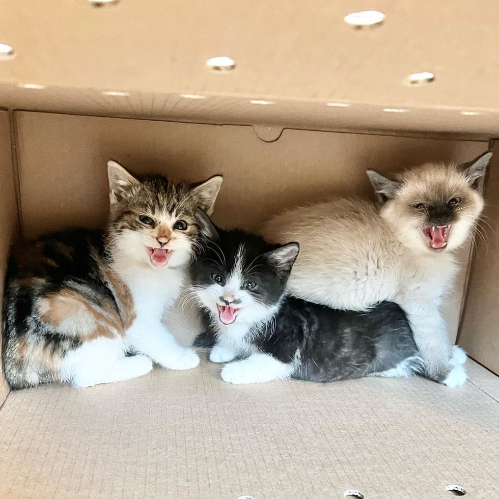 scaredy kittens