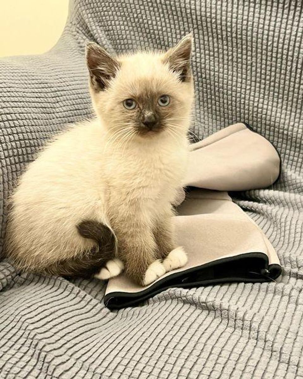 kitten not pleased, siamese kitten