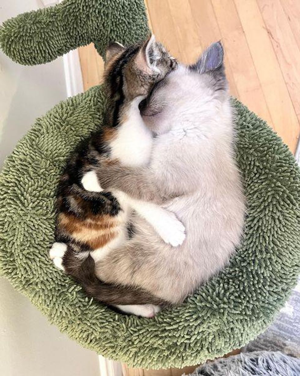 bonded kittens