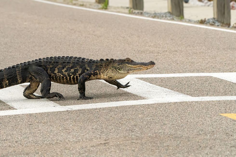 Gator in road