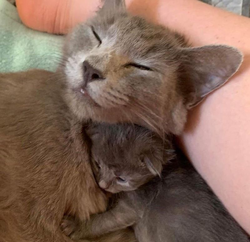 cat cuddling kitten