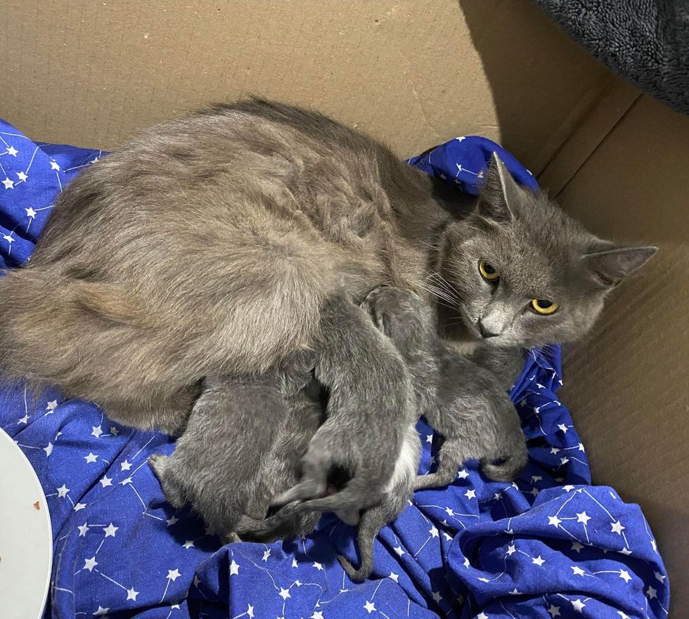 cat mom kittens