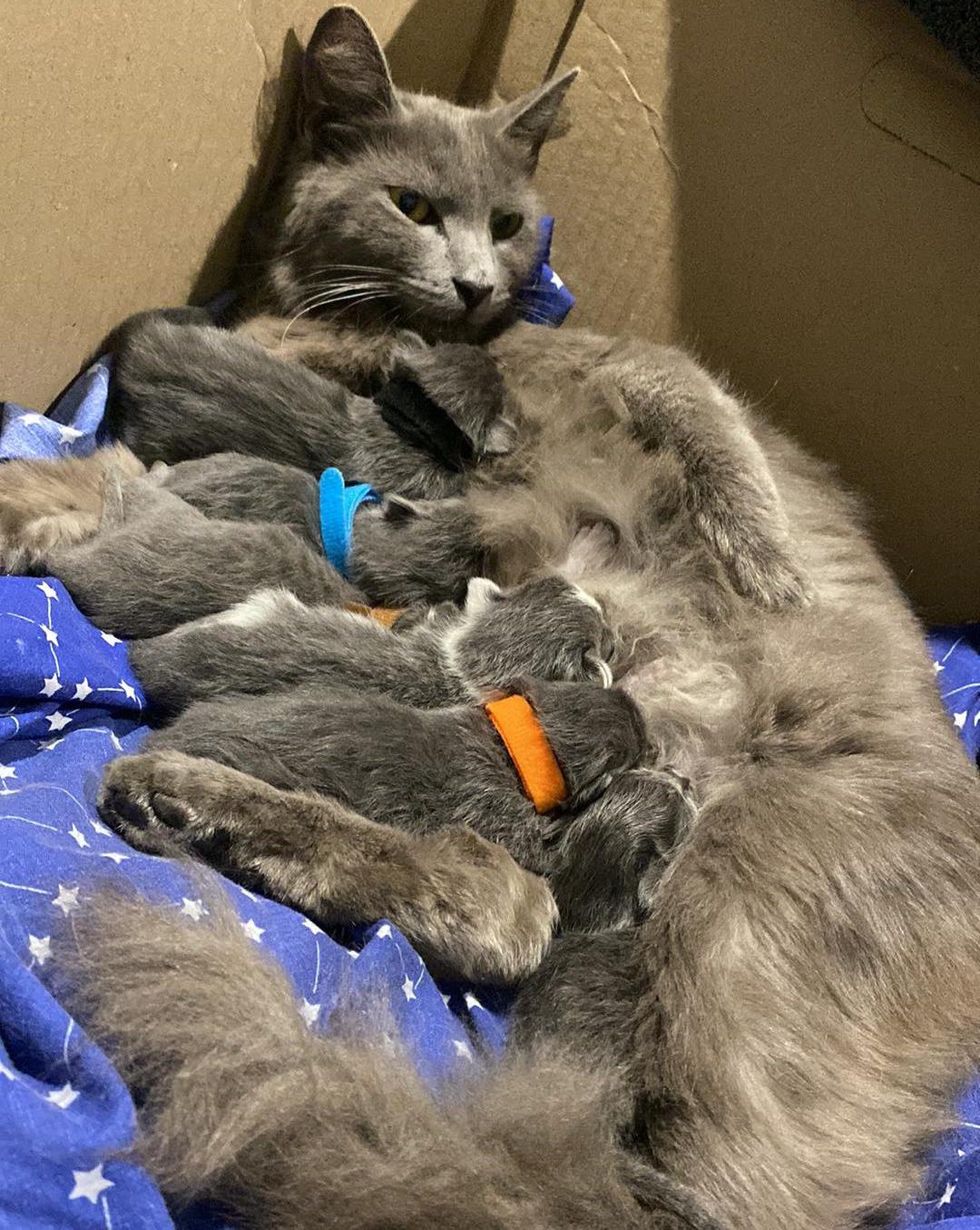 cat nursing kittens