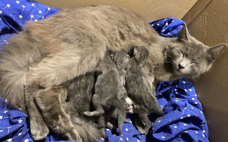 happy cat, nursing kittens