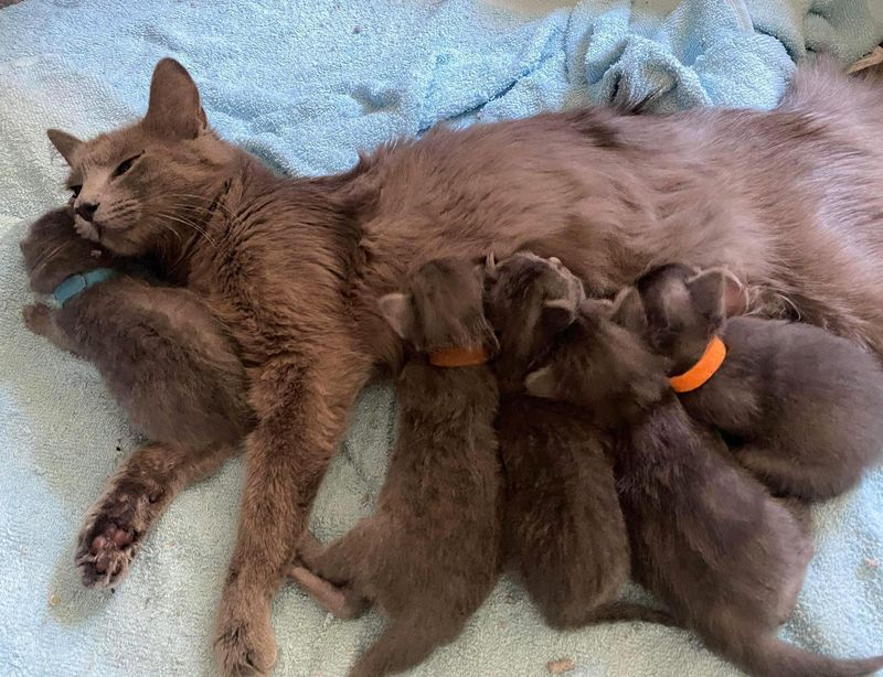 cat nursing kittens