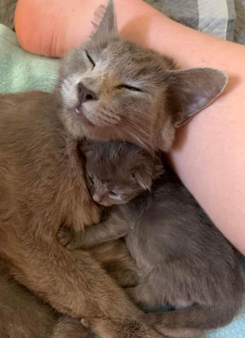 cuddly with cat mom