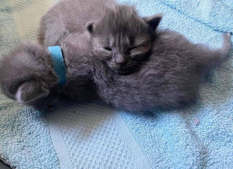 tiny kittens