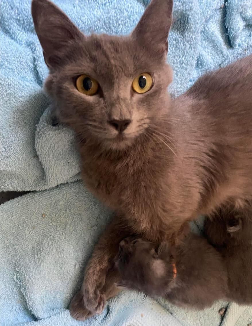 best friends felines