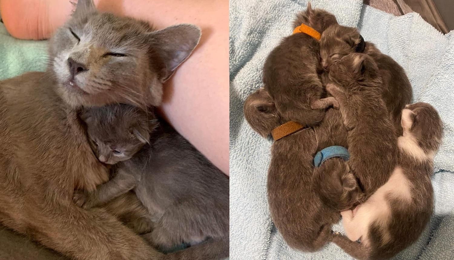 cat-keeps-six-kittens-with-her-at-car-yard-until-help-arrives-so-no-one