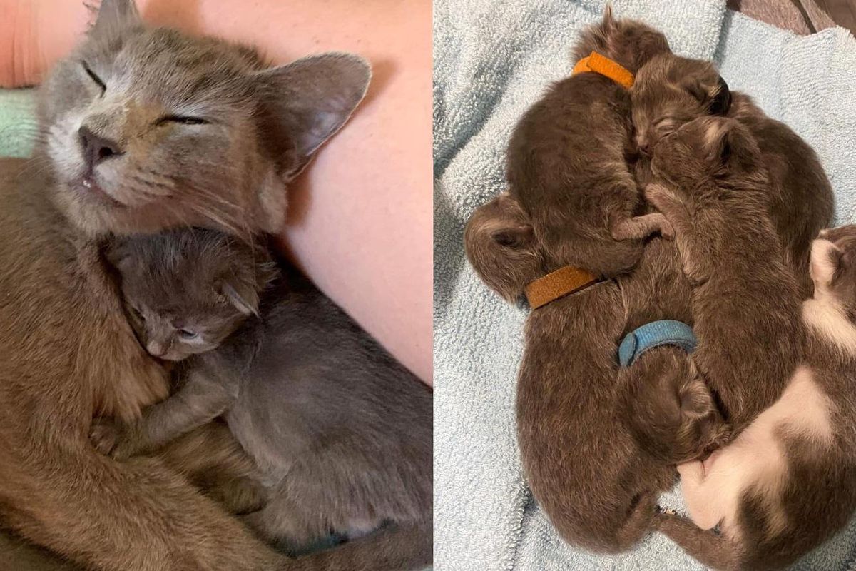 Cat Keeps Six Kittens with Her at Car Yard Until Help Arrives So No One Will Be Left Behind