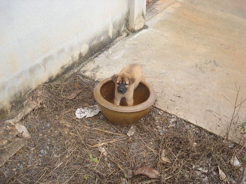 animals, trust, science