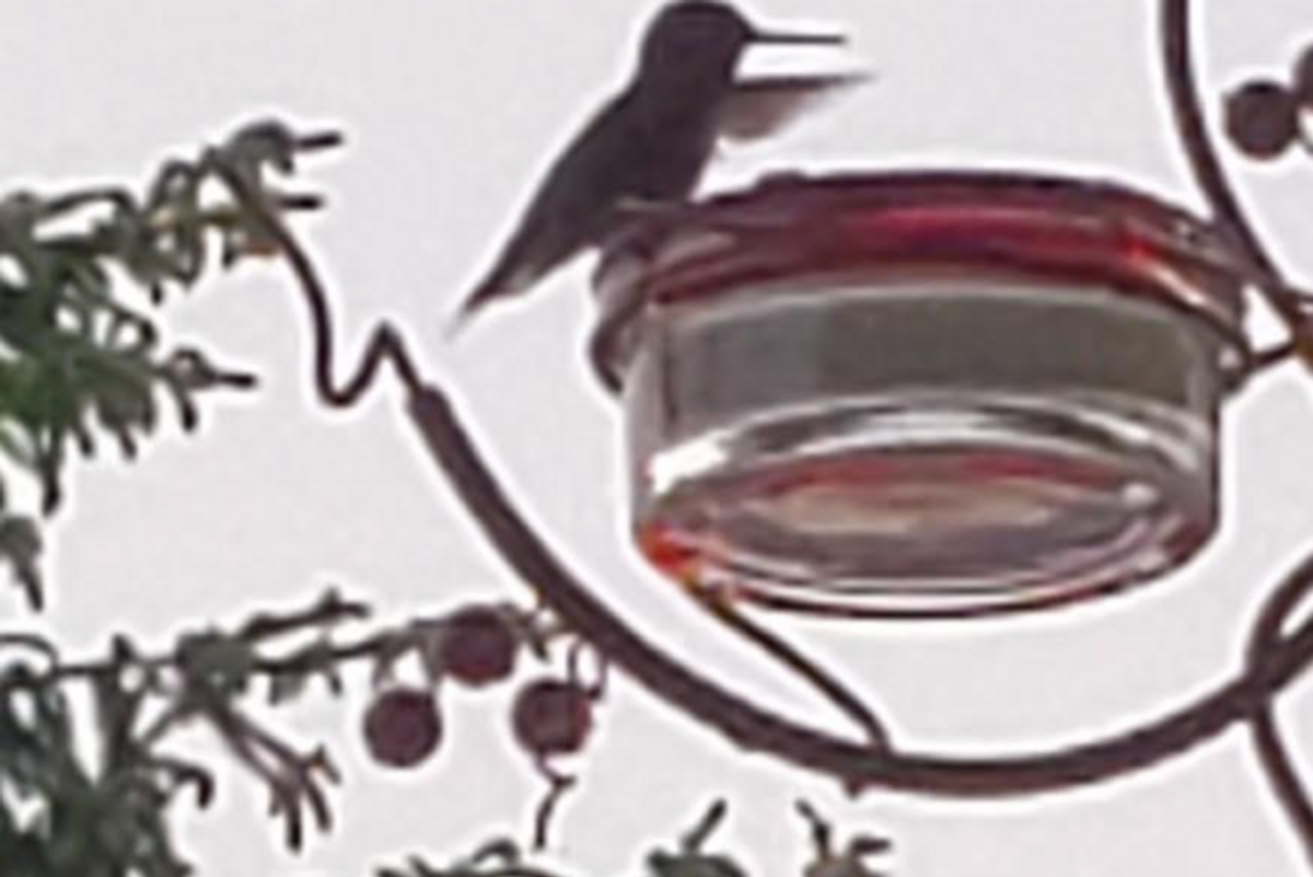 Bird eating out of a feeder