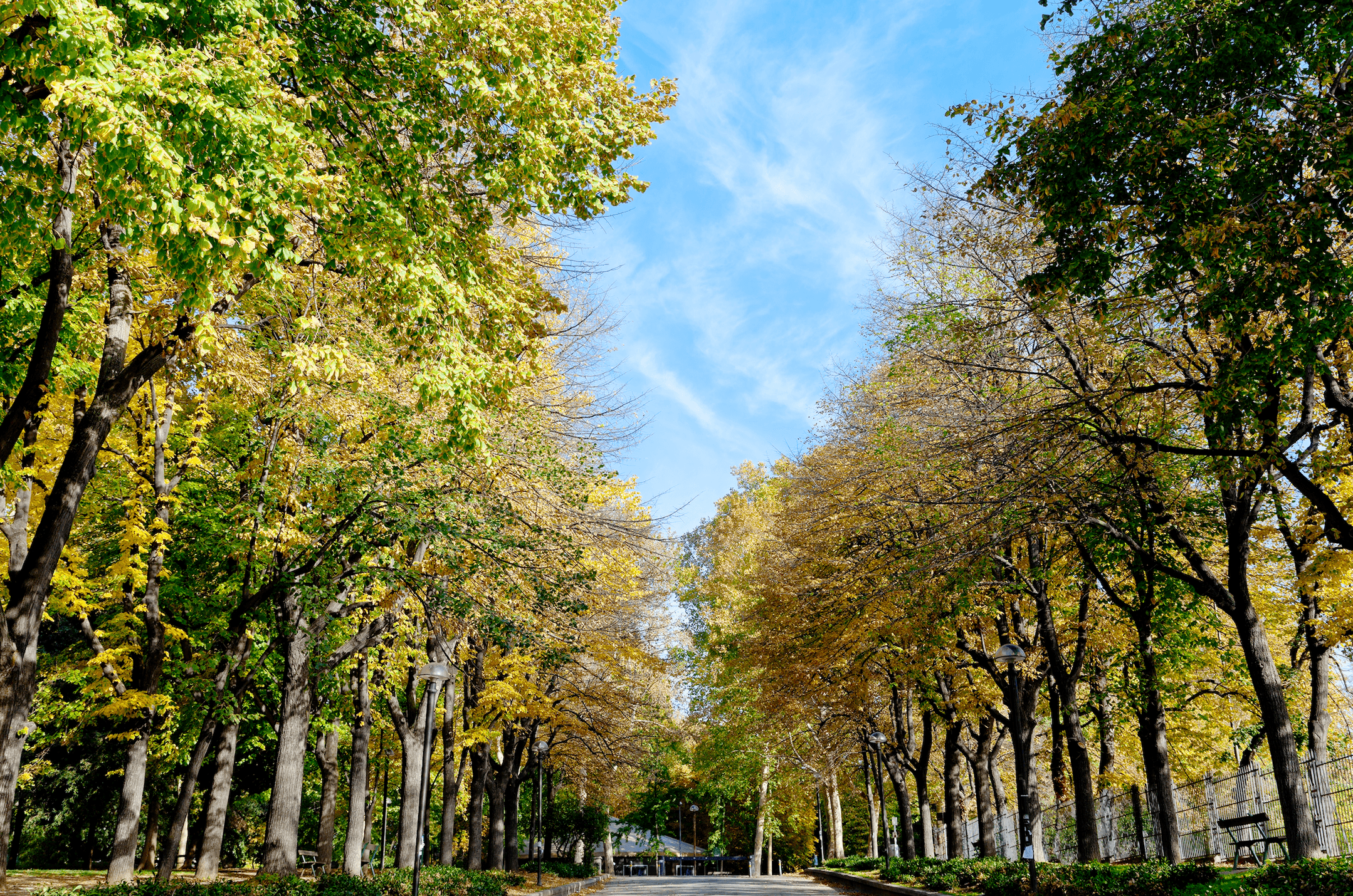 Il platano di Napoleone veglia su Bologna