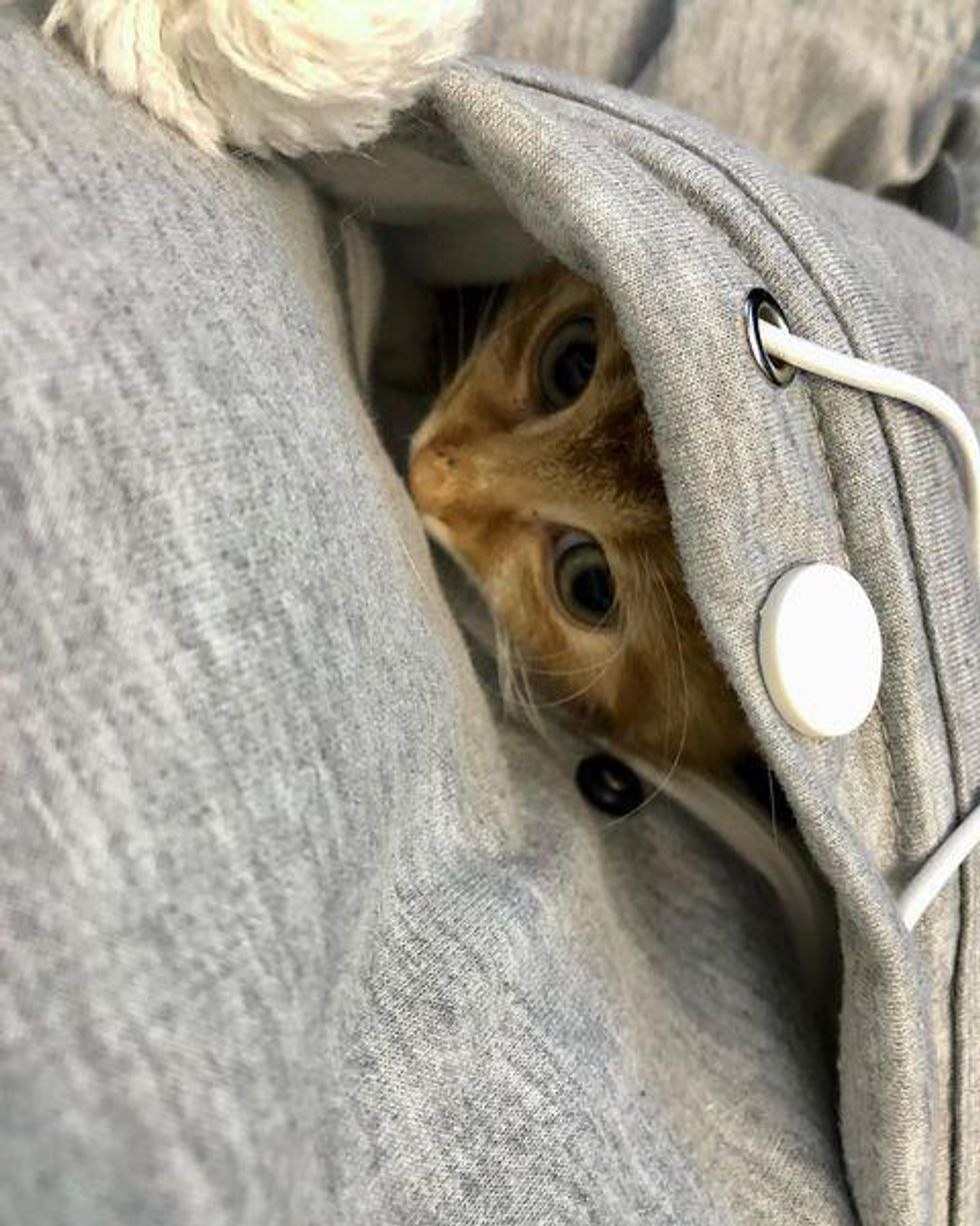 shy kitten, pocket kitten