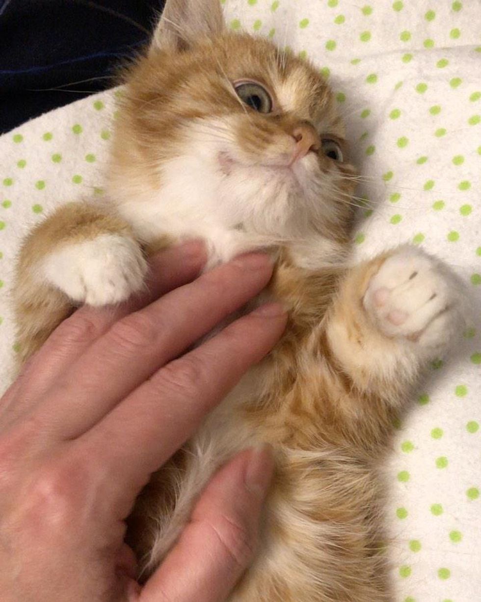 lap kitten, belly rubs