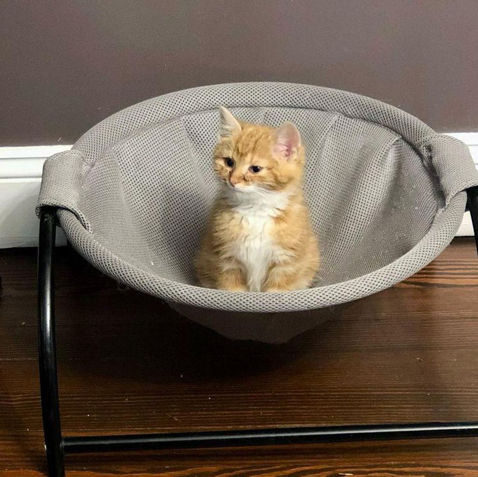 kitten in hammock