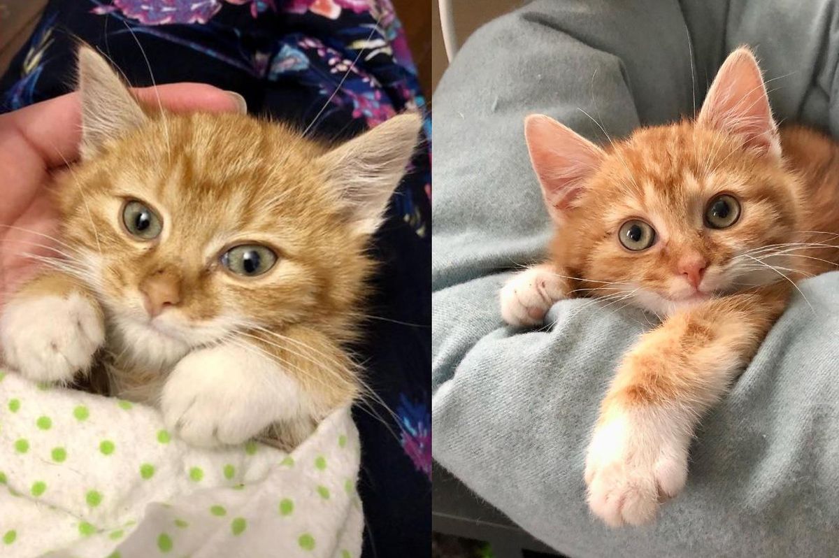 Kitten Can Stand and Run Again After Some Much-needed Care and Plenty of Hugs