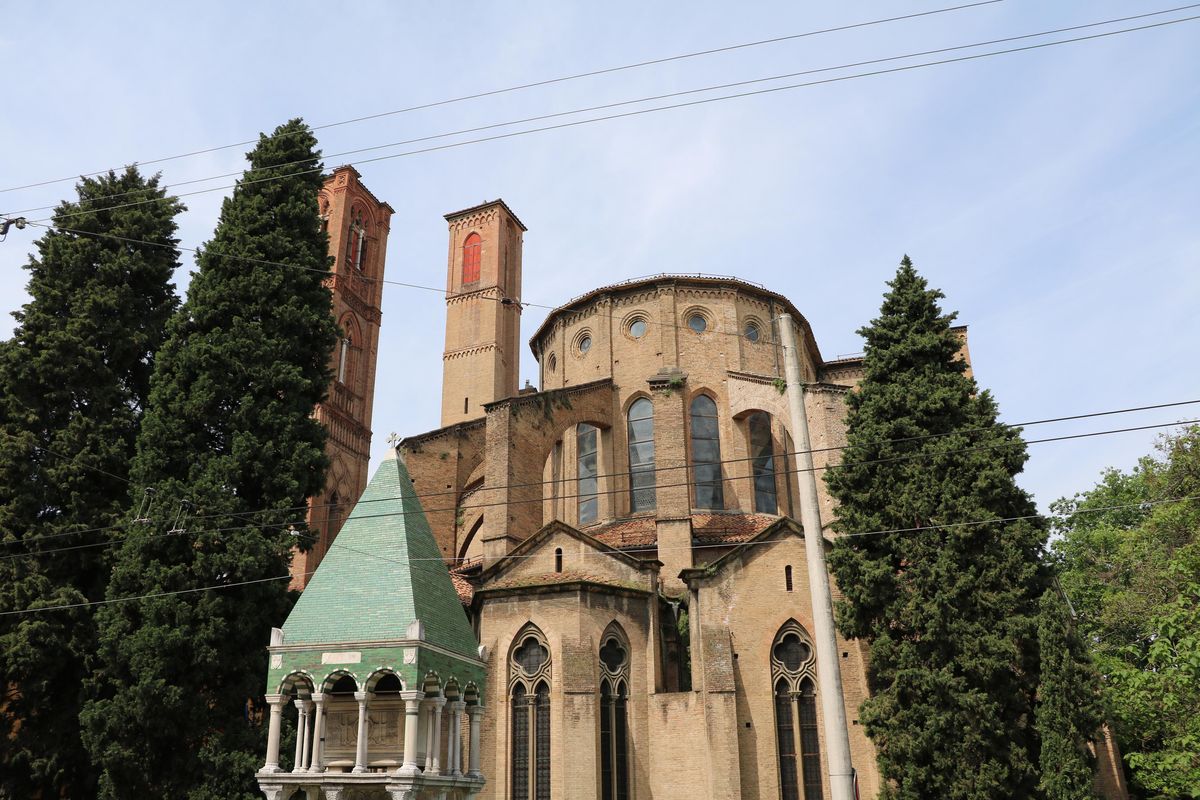Compagni di movida o oggetti di studio. Bologna ha platani per ogni occasione
