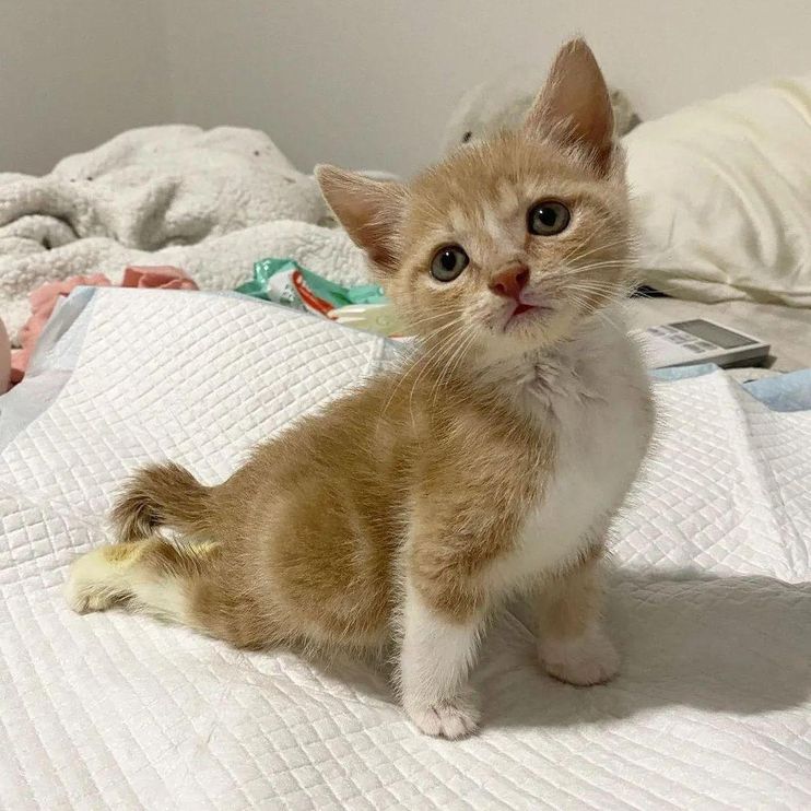Kitten Sets His Mind on Walking Again and Wants to Be on the Go All the Time - Love Meow