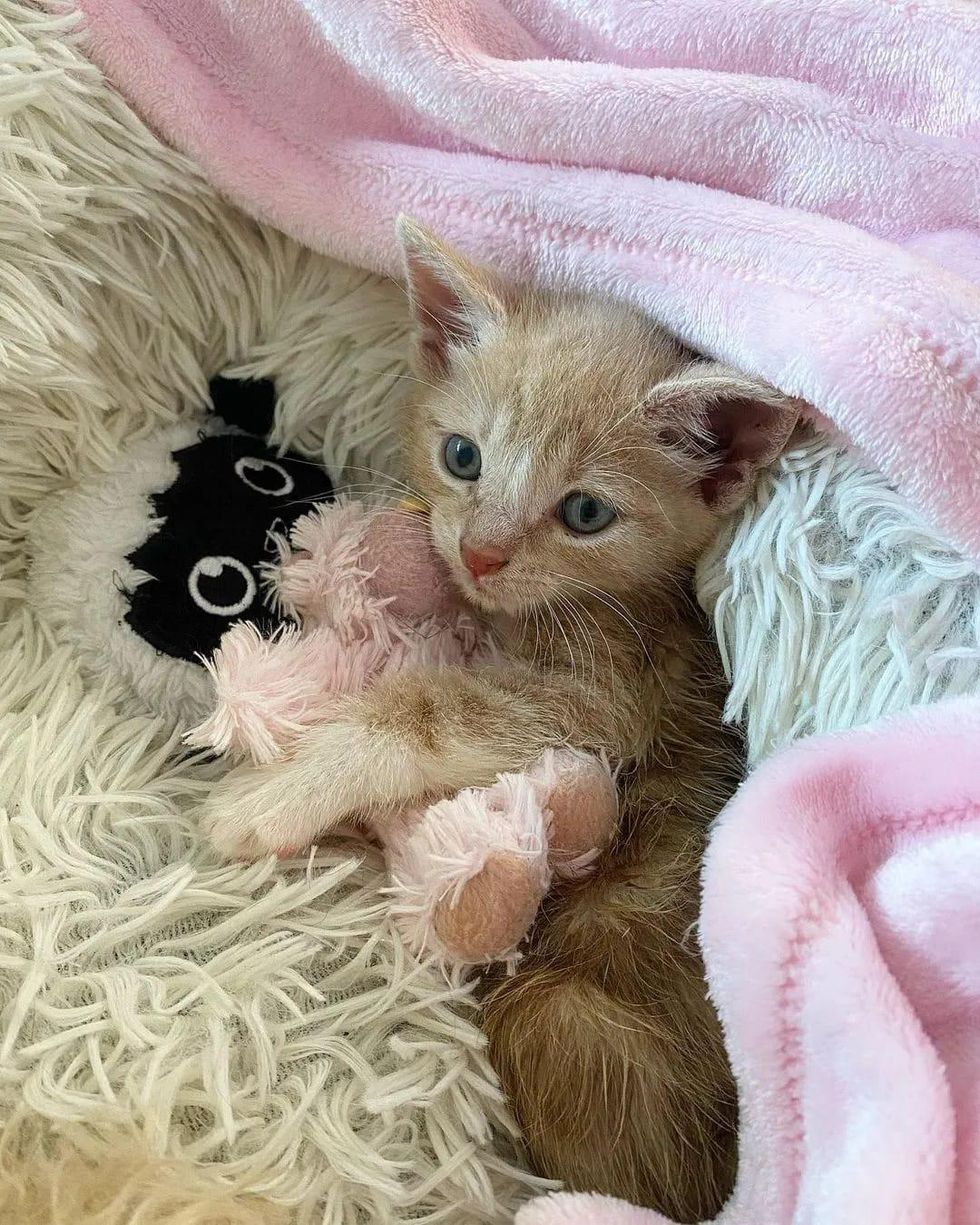 special needs kitten, kitten hugs