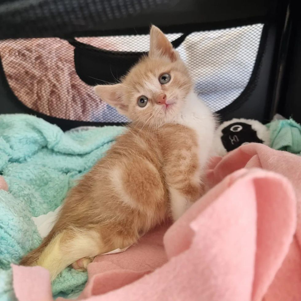 orange tabby kitten