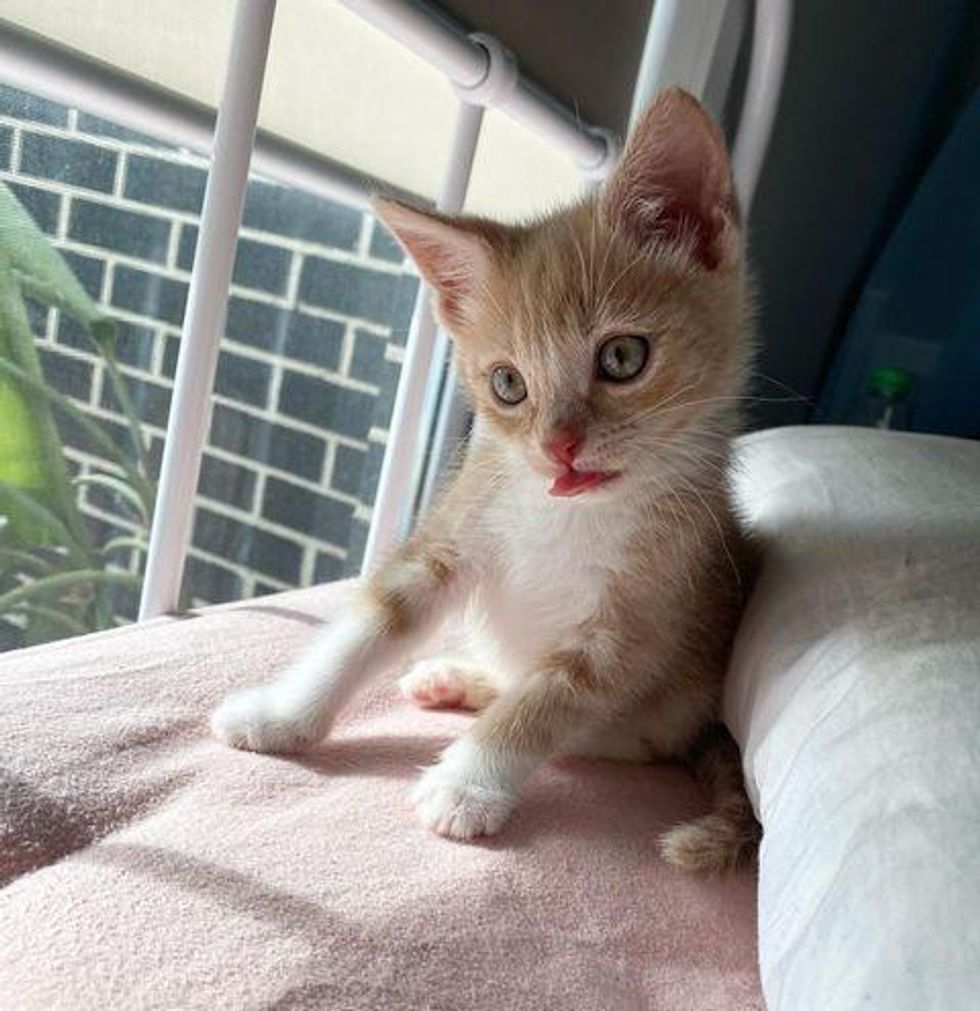 mohan the kitten, tongue kitten