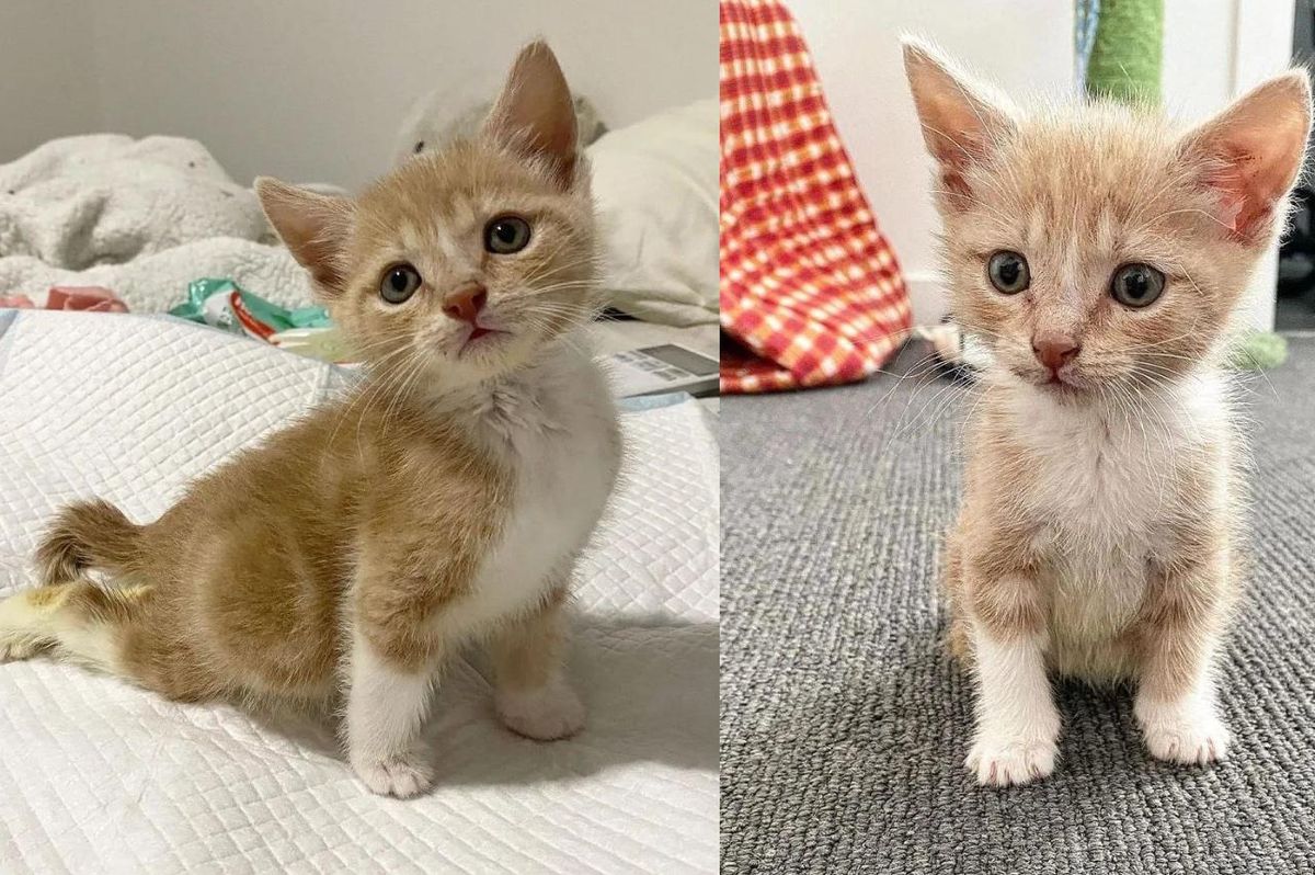 Kitten Sets His Mind on Walking Again and Wants to Be on the Go All the Time