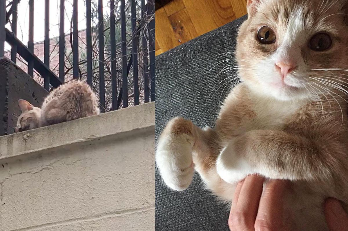 Kitten Found on Concrete Wall, Makes Complete Turnaround and Wins the Heart of Person Who Took Him in