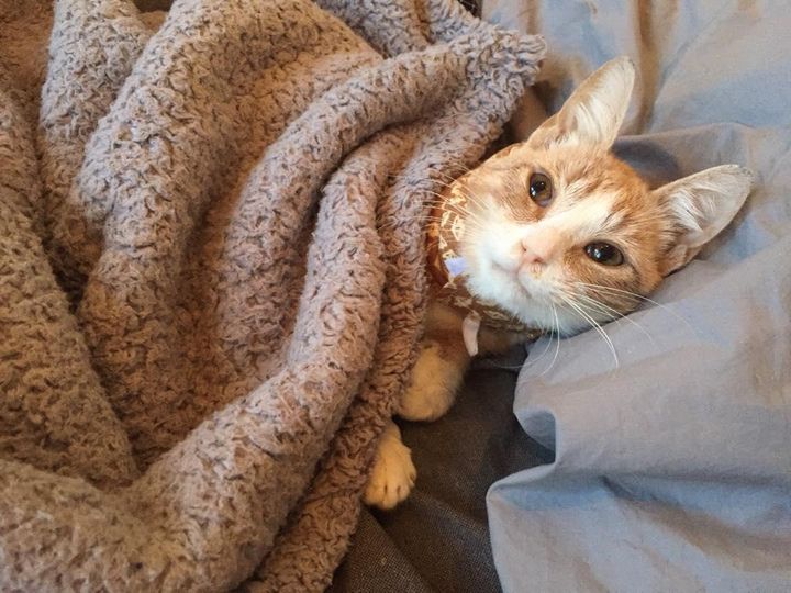 cat all tucked in