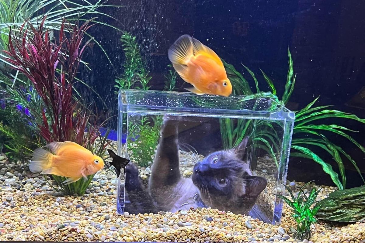 cats, cat toys, fish for cats, cat tv