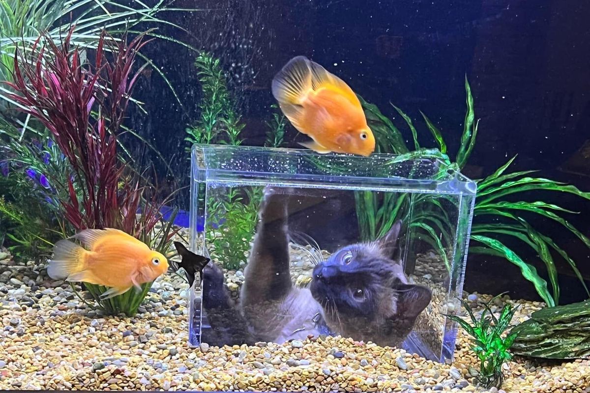 Kitty gets his own custom aquarium to see the fishies up close and