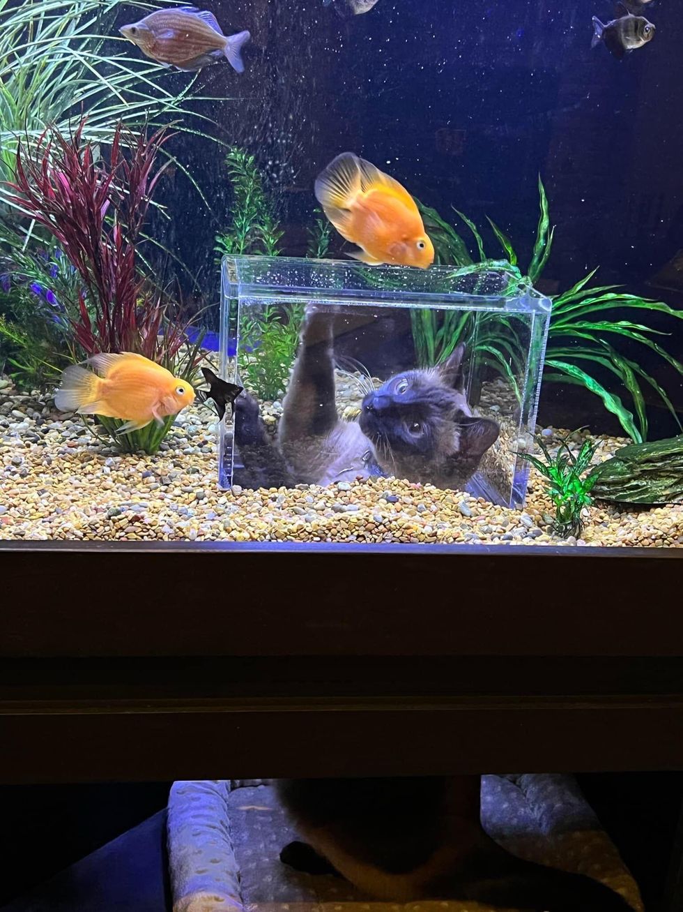 Kitty gets his own custom aquarium to see the fishies up close and people can't stop watching