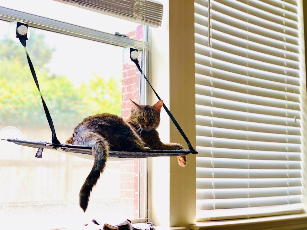 jackson galaxy, cat toys