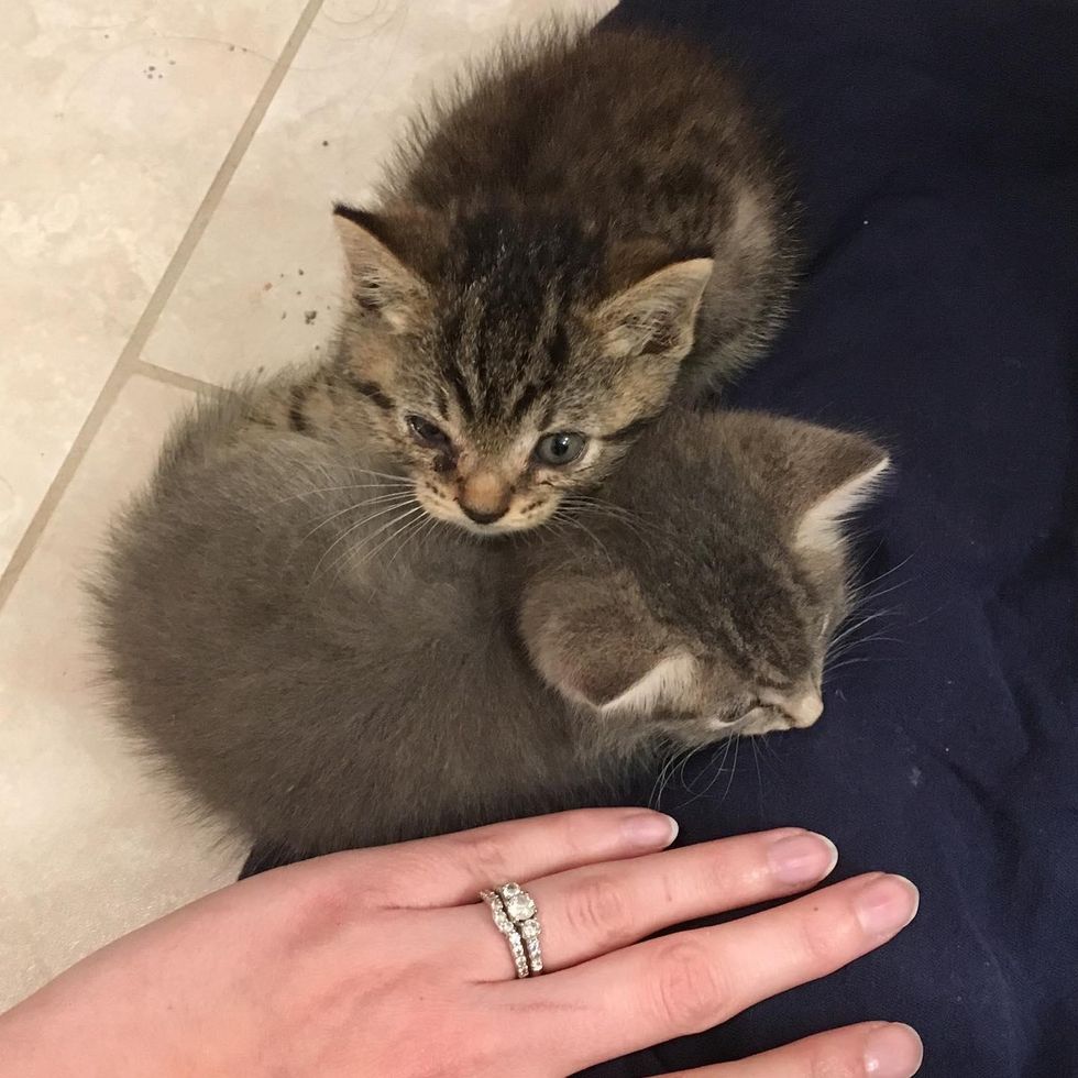 rescued kittens