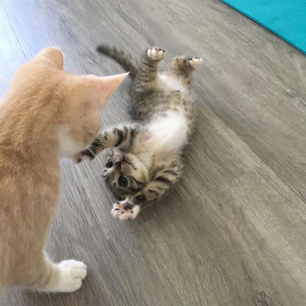 tiny feisty kitty